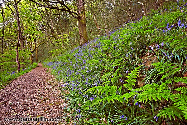 St Illtyd's Path, Pontardawe