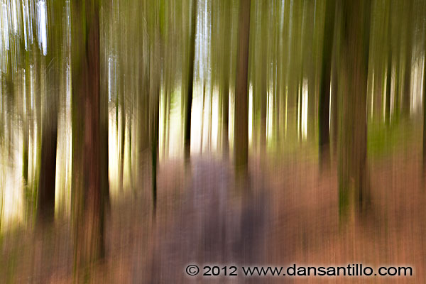 Ystradfellte Forest