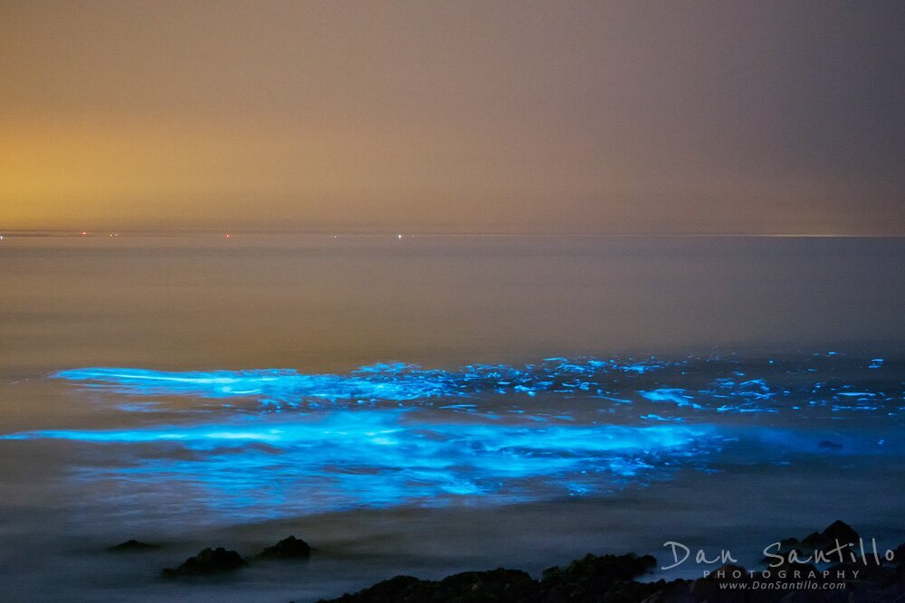 Bioluminescent Plankton, Port Eynon Bay